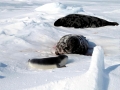 Hooded Seal