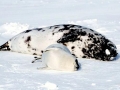 Hooded Seal