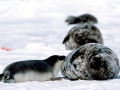 Hooded Seal