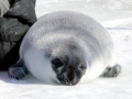 Hooded Seal