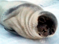 Hooded Seal