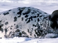 Hooded Seal
