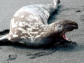 Hooded Seal