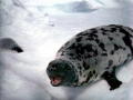 Hooded Seal