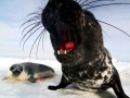Hooded Seal