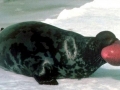 Hooded Seal