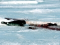 Hooded Seal