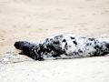Hooded Seal
