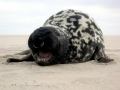 Hooded Seal