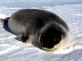 Hooded Seal