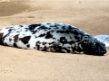 Hooded Seal