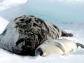 Hooded Seal