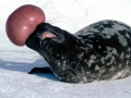 Hooded Seal