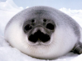 Hooded Seal