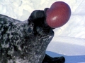 Hooded Seal