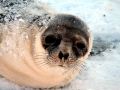 Hooded Seal