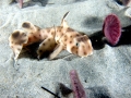 Horn Shark