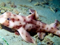 Horn Shark