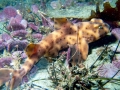 Horn Shark