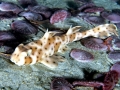 Horn Shark