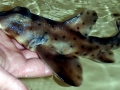 Horn Shark
