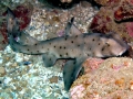 Horn Shark