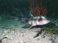 Horn Shark