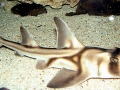 Horn Shark