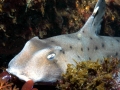 Horn Shark