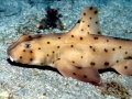 Horn Shark
