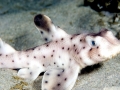 Horn Shark