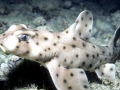 Horn Shark
