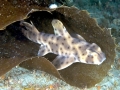 Horn Shark
