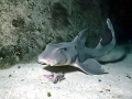 Horn Shark
