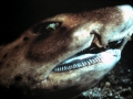 Horn Shark