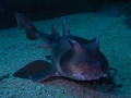 Horn Shark