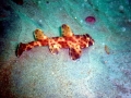 Horn Shark