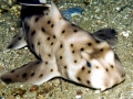 Horn Shark