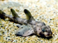 Horn Shark