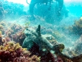 Horn Shark