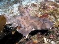 Horn Shark