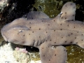 Horn Shark