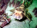 Horn Shark
