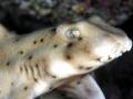 Horn Shark