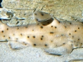Horn Shark