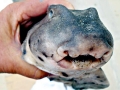 Horn Shark