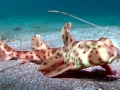 Horn Shark