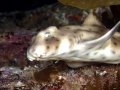 Horn Shark