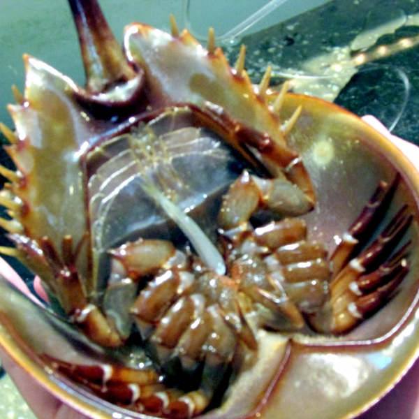 Horseshoe Crab
