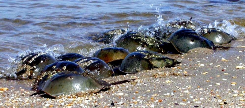 Horseshoe Crab